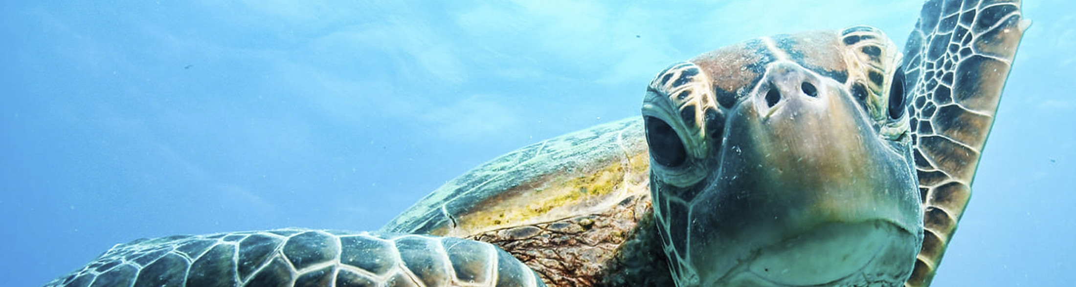 L'Acquario di Livorno spegne la 16° candelina-ecco le iniziative