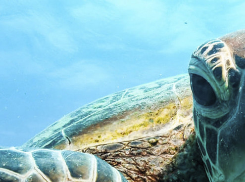 L'Acquario di Livorno spegne la 16° candelina-ecco le iniziative