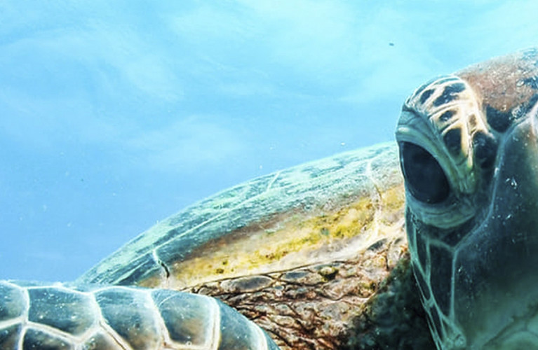 L'Acquario di Livorno spegne la 16° candelina-ecco le iniziative