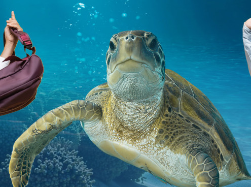 Si torna a scuola: l'Acquario di Livorno propone un ampio ventaglio di offerte didattiche per tutti i cicli scolari 