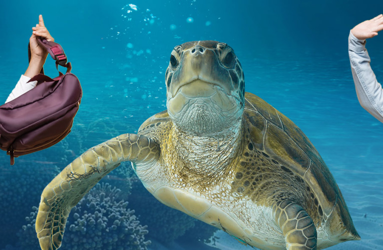 Si torna a scuola: l'Acquario di Livorno propone un ampio ventaglio di offerte didattiche per tutti i cicli scolari 