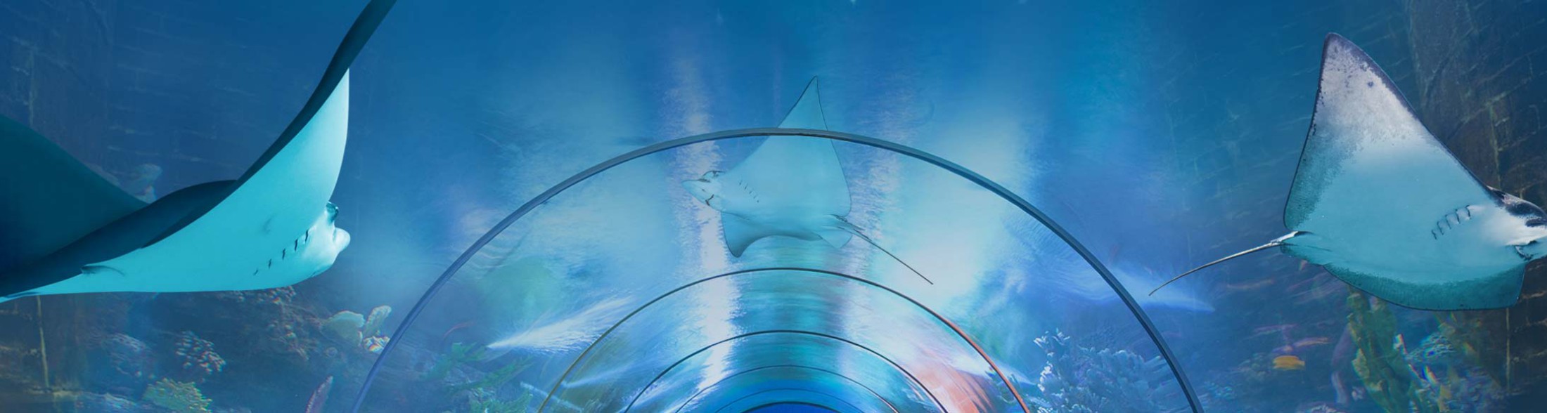 Aquila di mare  - 2017