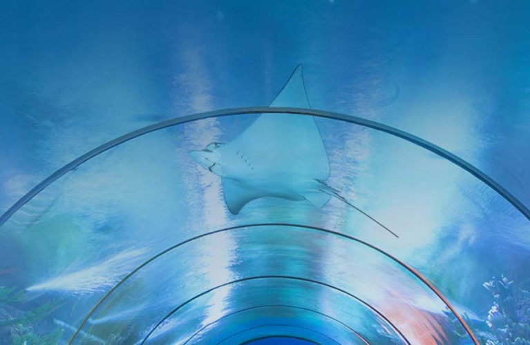 Aquila di mare  - 2017