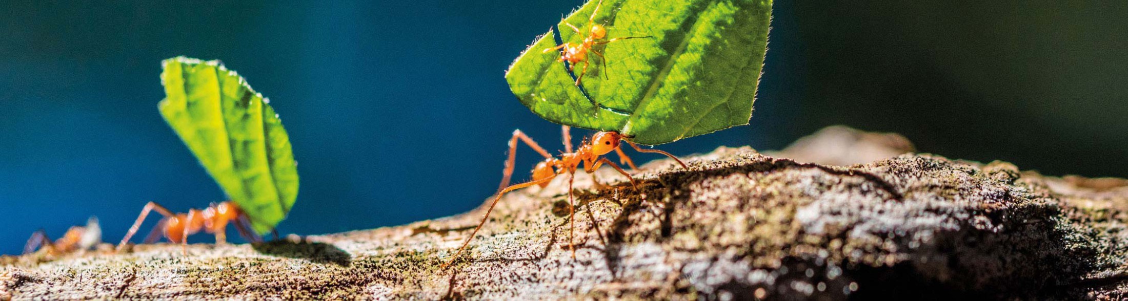 Formiche tagliafoglie - 2018 