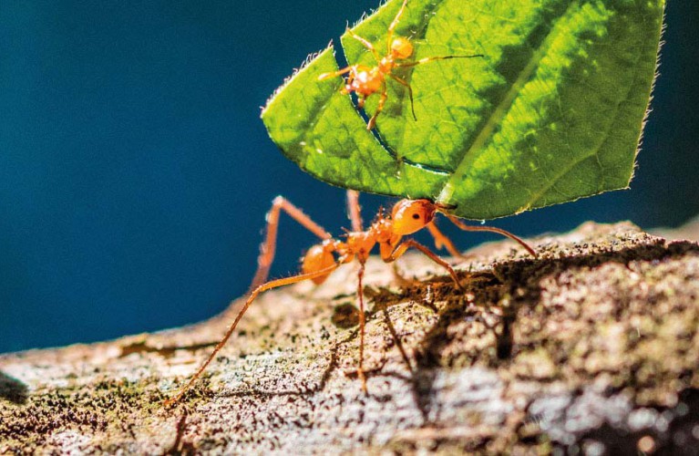 Formiche tagliafoglie - 2018 