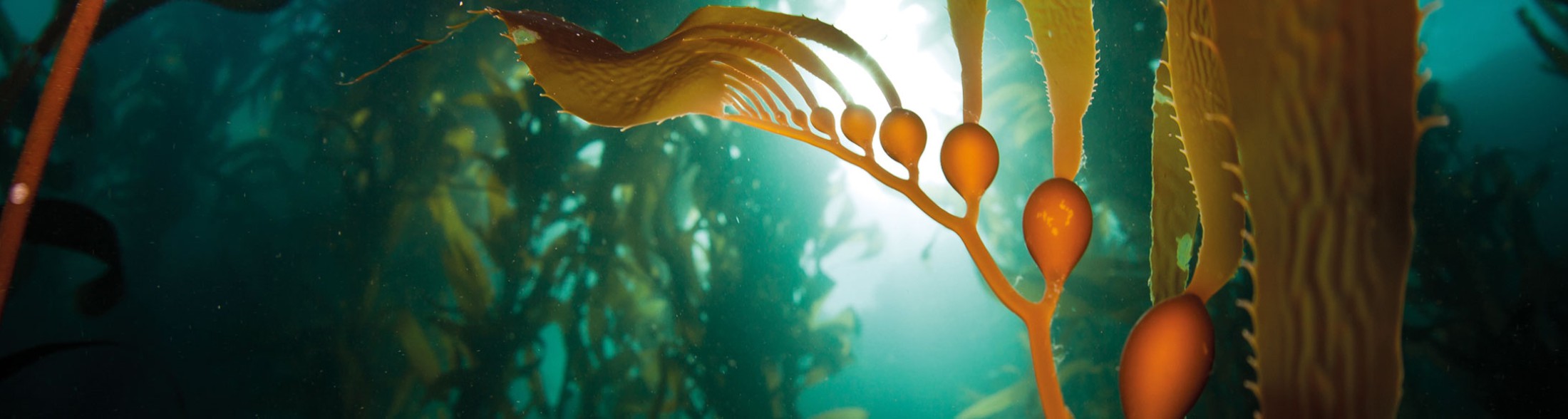 Il Kelp - Novità 2019