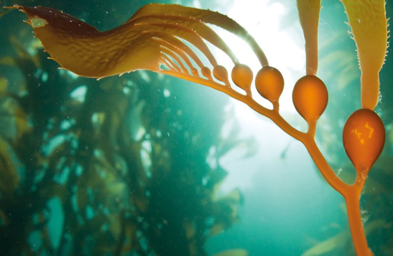 Il Kelp - Novità 2019