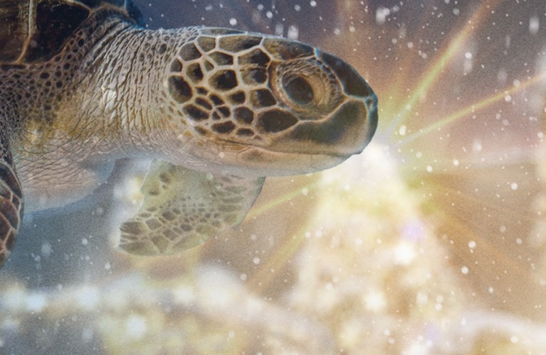 La Magia del Natale all'Acquario di Livorno