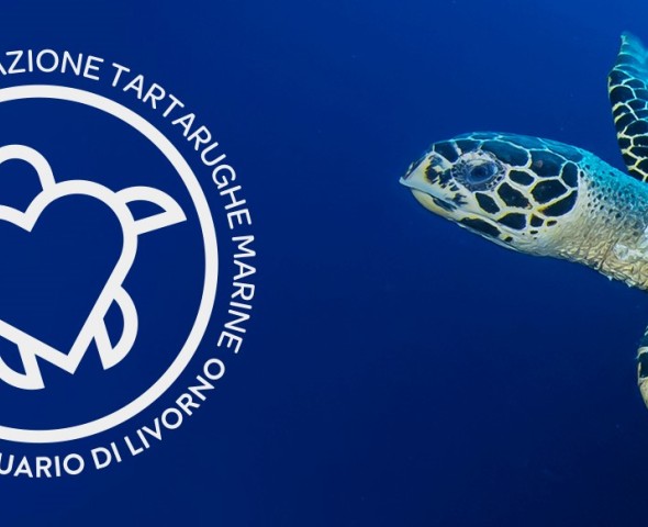 Recupero tartarughe