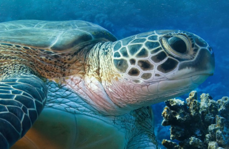 Tartaruga verde Cuba