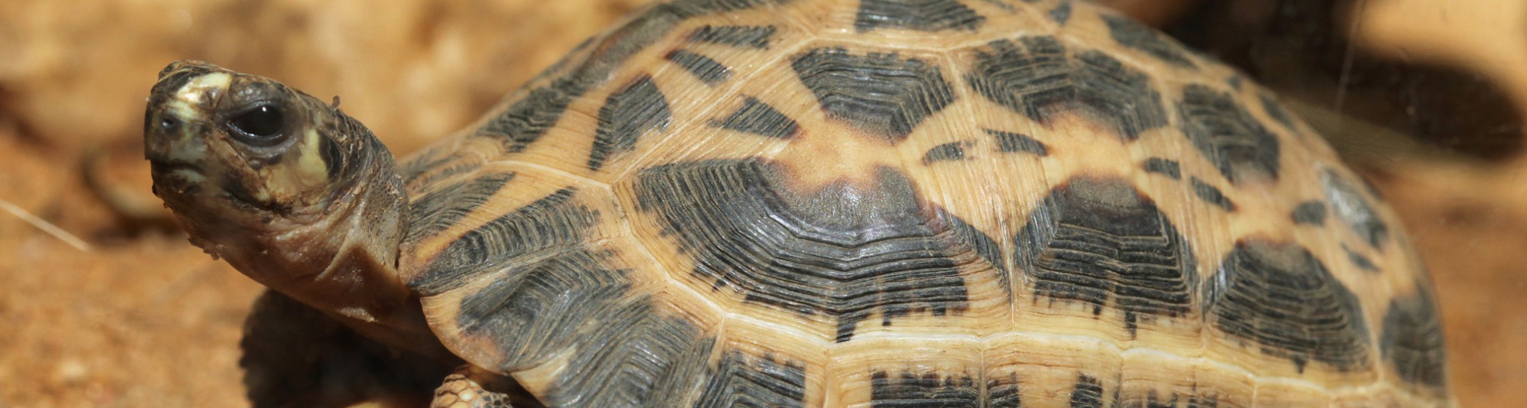 Testuggine ragno - 2017