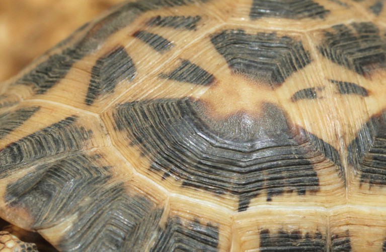 Testuggine ragno - 2017