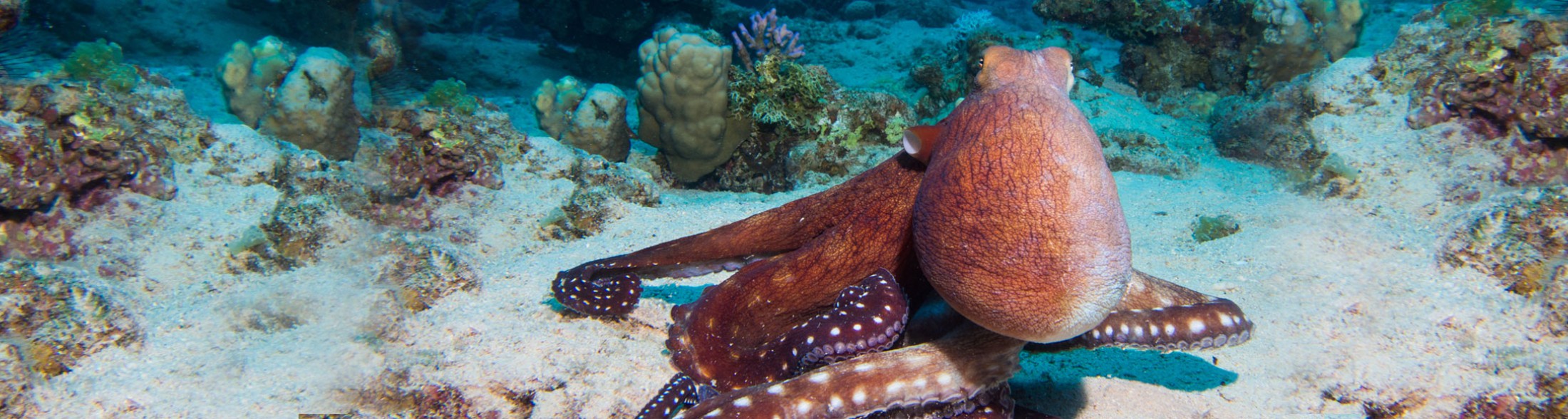 Vasca del polpo - Novità Giugno 2019