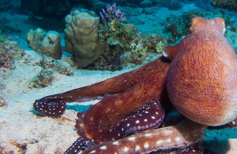 Vasca del polpo - Novità Giugno 2019